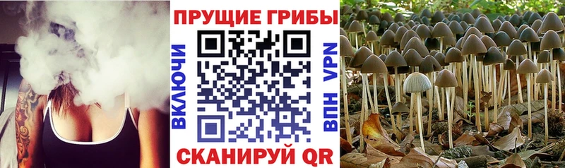 магазин  наркотиков  Дагестанские Огни  Псилоцибиновые грибы MAGIC MUSHROOMS 